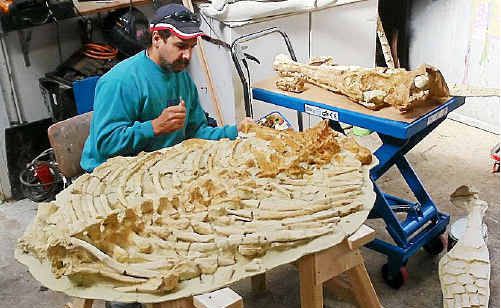 Kronosaurus Korner Fossil Museum curator Paul Stumkat prepares the pliosaur for the exhibition. Kronosaurus Korner Fossil Museum curator Paul Stumkat prepares the pliosaur for the exhibition.